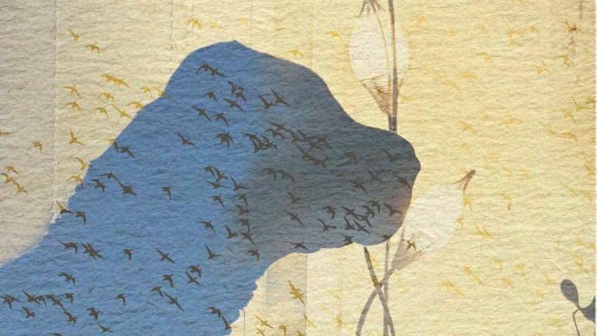 shar-pei-philosophie.jpg