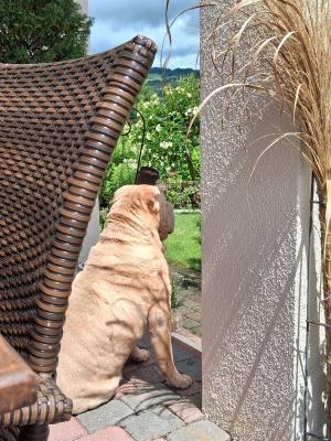 WhatsApp Bild 2025-06-06 um 17.42.47_3d462150