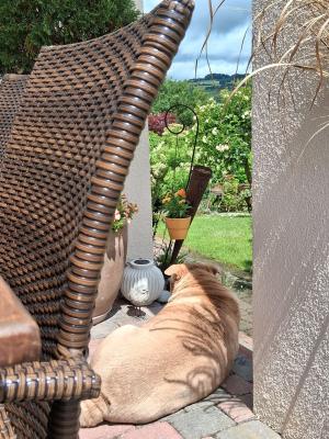 WhatsApp Bild 2025-06-06 um 17.42.47_dfdcb824