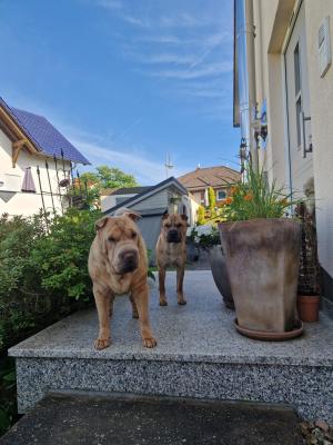 WhatsApp Bild 2025-06-22 um 23.28.04_705b5ed9