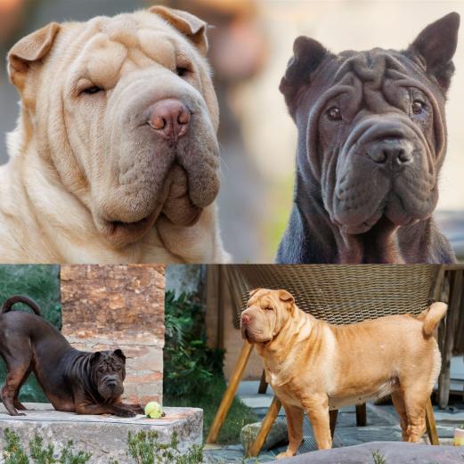 Body_Leeloo_ludo_Main