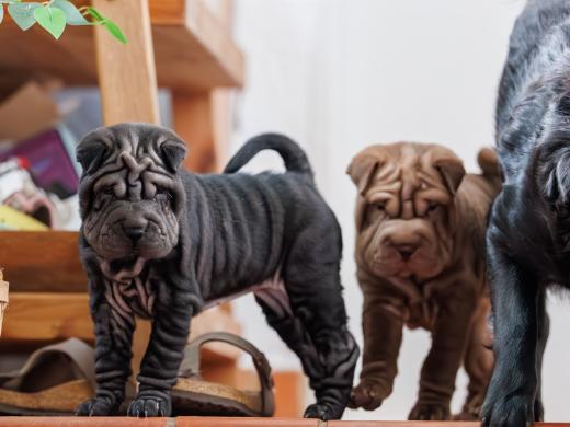 2025-02-22-10-59-02-EOS R6m2-5931-Verbessert-RR