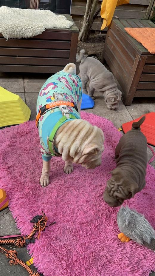 2025-03-09-17-16-56-580-82029012_2598662400338798_6181552656037014794_n