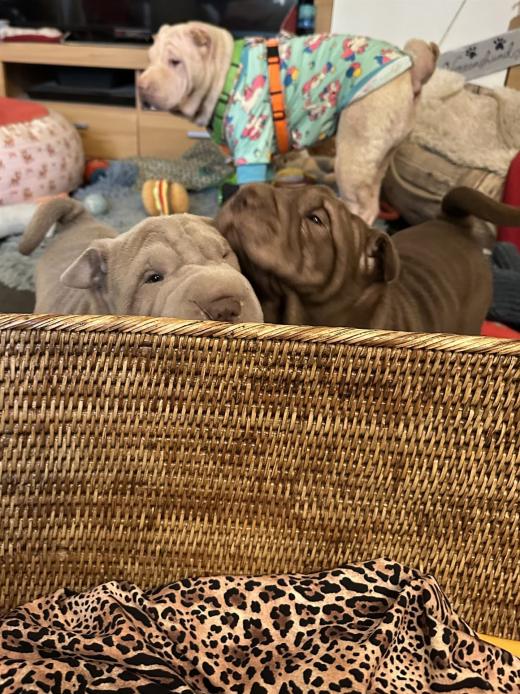 2025-03-09-17-22-56-530-81271061_2598662710338767_1200249569996522823_n