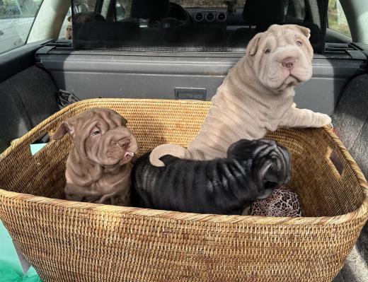 2025-03-09-17-24-03-237-80293394_2598662790338759_1104394671765673773_n