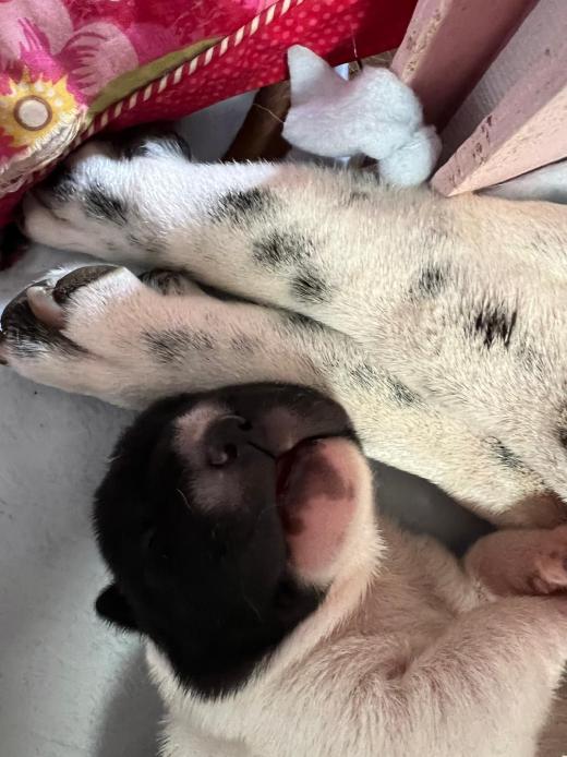 WhatsApp Bild 2025-06-08 um 14.27.34_2ab6e929