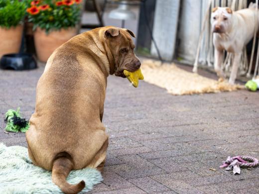 2023-08-05-18-19-31-EOS R6m2-2298-Verbessert-RR