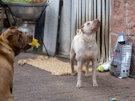 2023-08-05-18-19-34-EOS R6m2-2299-Verbessert-RR