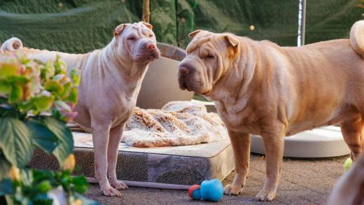 2023-08-10-18-07-44-EOS R7-4980