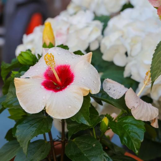 2023-08-12-16-11-49-EOS R7-5119_2048px