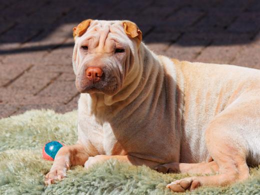 2023-08-17-13-29-38-EOS R7-5172_2048px