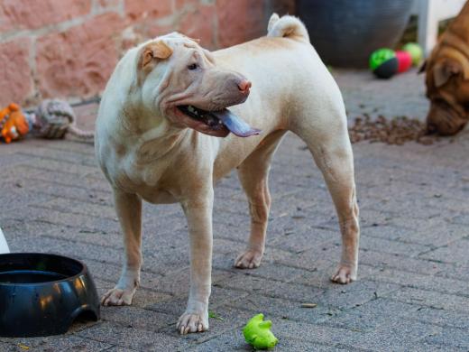 2023-08-18-19-36-00-EOS R7-5208-Verbessert-RR_2048px