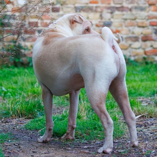 2023-08-18-19-53-04-EOS R7-5231-Verbessert-RR_2048px