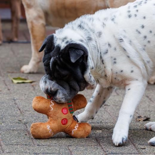 2023-12-17-14-02-29-EOS R6m2-3359_2048px