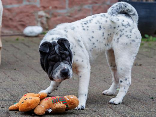 2023-12-17-14-02-34-EOS R6m2-3361_2048px