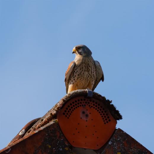 2024-03-03-12-49-25-EOS R7-5394-Bearbeitet_2048px