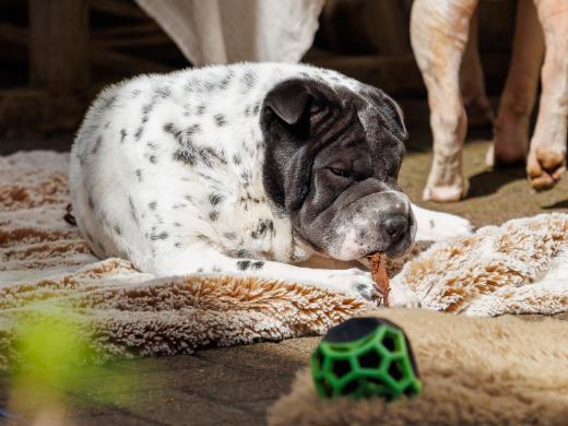 2024-03-31-13-46-50-EOS R6m2-3556