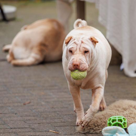 2024-03-31-15-23-05-EOS R6m2-3594