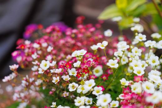 2024-04-24-16-21-33-EOS R7-6133-Verbessert-RR