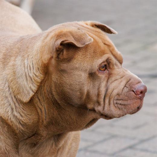 2024-04-25-18-41-25-EOS R7-6245_2048px