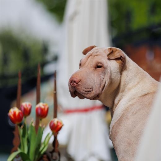 2024-04-27-11-32-16-EOS R6-2219_2048px