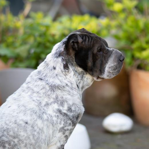 2024-04-27-19-18-36-EOS R7-6392-Verbessert-RR