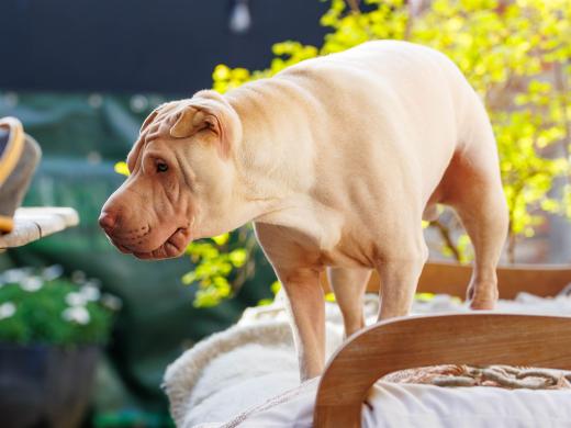 2024-04-30-18-45-12-EOS R6m2-4049-Verbessert-RR