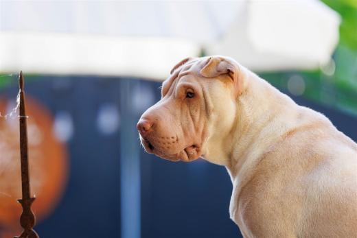 2024-04-30-19-08-34-EOS R6m2-4087-Verbessert-RR