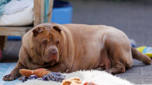 2024-05-01-10-43-27-EOS R6m2-4113