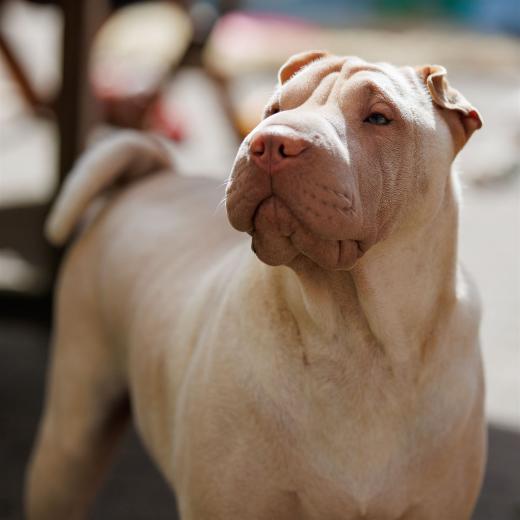 2024-05-01-10-44-22-EOS R6m2-4124