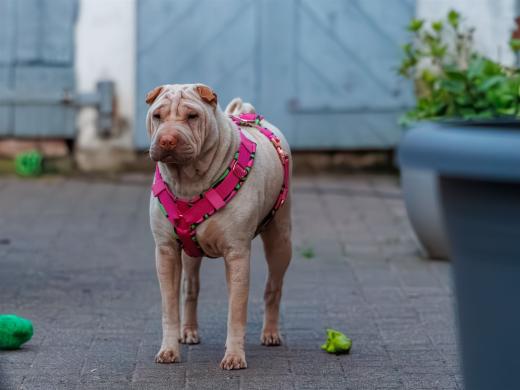 2024-05-03-20-56-17-EOS R6m2-0050-Verbessert-RR