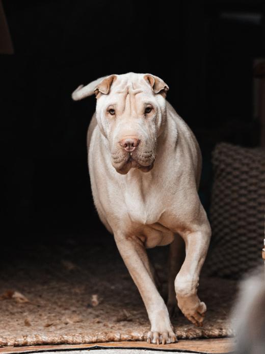 2024-05-04-13-30-25-EOS R6m2-0067-2