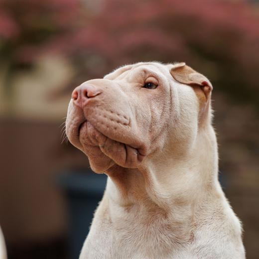 2024-05-04-13-38-26-EOS R6m2-0116