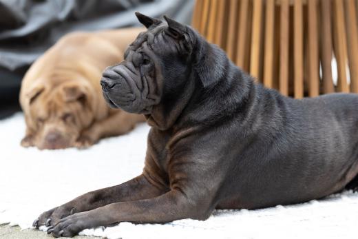 2024-05-04-14-11-46-EOS R6m2-4303