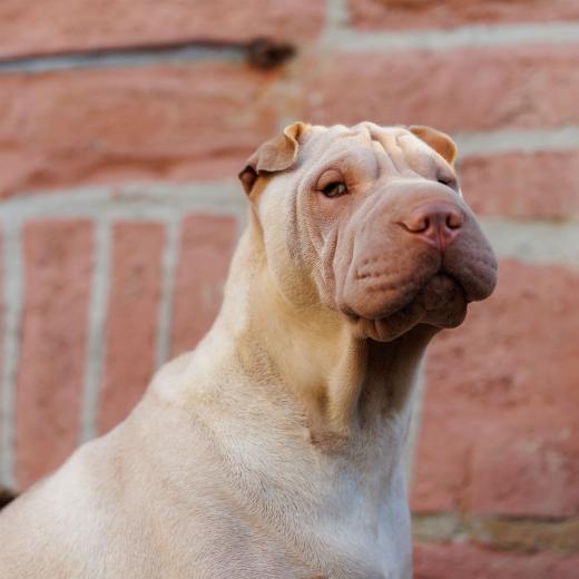 2024-05-08-19-39-22-EOS R6m2-4325