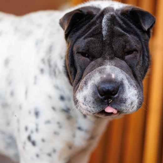 2024-05-08-19-41-57-EOS R6m2-4331