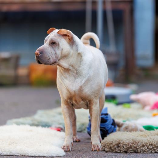 2024-05-08-19-43-04-EOS R6m2-4334-Verbessert-RR