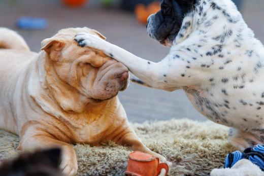 2024-05-08-19-58-48-EOS R6m2-4356