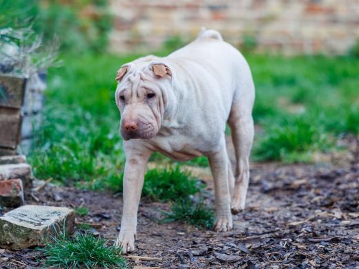 2024-05-10-19-48-35-EOS R6m2-0319-Verbessert-RR_2048px