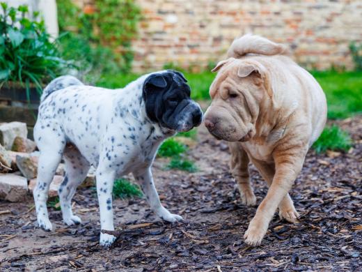 2024-05-10-19-48-50-EOS R6m2-0323-Verbessert-RR_2048px