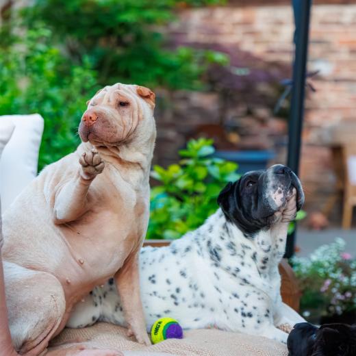 2024-05-10-20-55-14-EOS R6m2-0420-Verbessert-RR_2048px