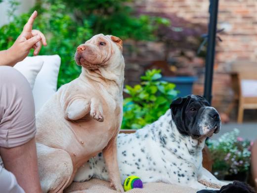 2024-05-10-20-55-15-EOS R6m2-0424-Verbessert-RR_2048px