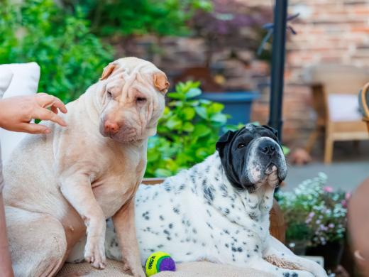 2024-05-10-20-55-21-EOS R6m2-0434-Verbessert-RR_2048px