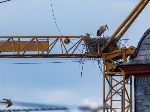 2024-05-14-15-45-00-EOS R7-6576-Verbessert-RR