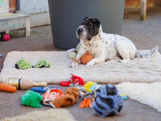 2024-05-14-17-16-23-EOS R6m2-1134