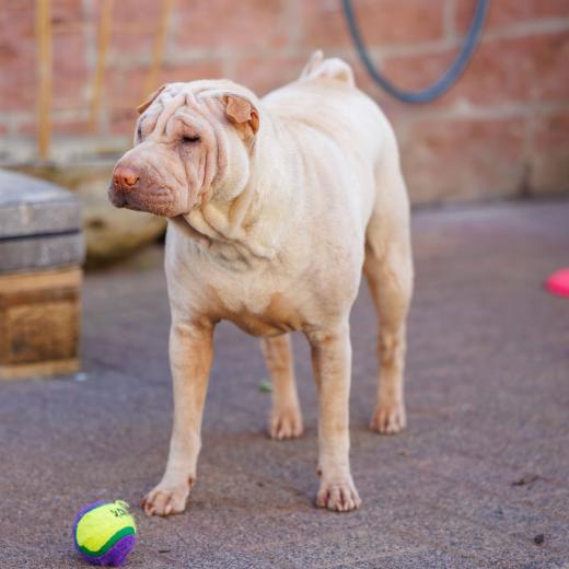 2024-05-14-17-16-50-EOS R6m2-1151-Verbessert-RR