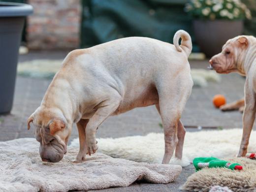 2024-05-14-20-13-04-EOS R6m2-4415