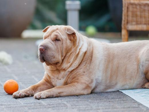 2024-05-14-20-13-15-EOS R6m2-4420