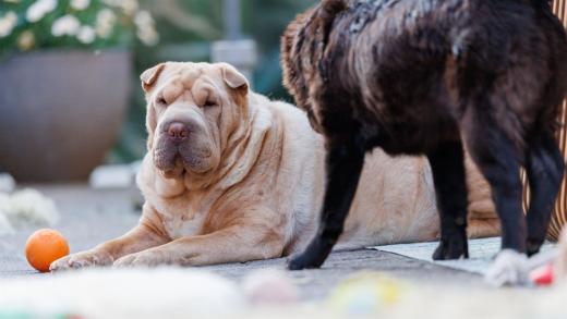 2024-05-14-20-13-36-EOS R6m2-4428