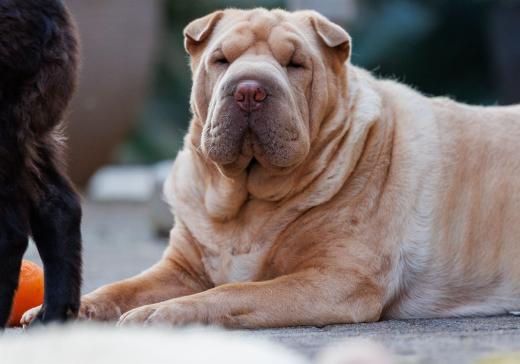 2024-05-14-20-13-38-EOS R6m2-4430